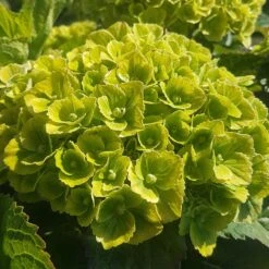 Hortensia Ou Hydrangea Macrophylla Green EVER BELLES ® Hortmagreclo -Jardin Entretien Magasin 8100hydrangea mac green ever belles sapho chez minier 20200602 105557 1000