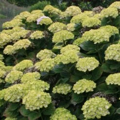 Hortensia Ou Hydrangea Macrophylla Green EVER BELLES ® Hortmagreclo -Jardin Entretien Magasin 8100hydrangea mac green ever belles sapho chezkolster 202008 img 0668 1000