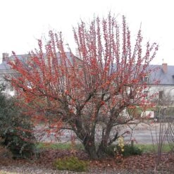 Pommier à Fleurs Ou Malus X PERPETU ® 'Evereste' 12 Pommier à Fleurs Ou Malus X PERPETU ® 'Evereste' -Jardin Entretien Magasin 8102 9 sel malus evereste fruits novembre 300 1000