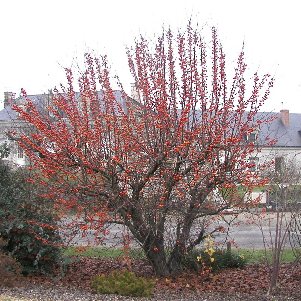 Pommier à Fleurs Ou Malus X PERPETU ® 'Evereste' 5 Pommier à Fleurs Ou Malus X PERPETU ® 'Evereste' – Image 5