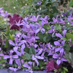 Clématite Arbustive SAPHYRA ® Estrella -Jardin Entretien Magasin 8121 40 clematis saphyra estrella 28juin15 copyright sapho t1000