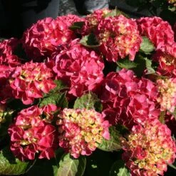 Hortensia Ou Hydrangea Macrophylla Red EVER BELLES ® Hortmalegretto -Jardin Entretien Magasin 8124 hydrangea mac red ever belles sapho chez minier 20200602 img 0467 1000