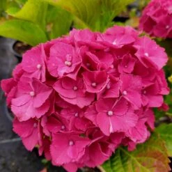 Hortensia Ou Hydrangea Macrophylla Red EVER BELLES ® Hortmalegretto -Jardin Entretien Magasin 8124 hydrangea macrophylla red ever belles 001 1000