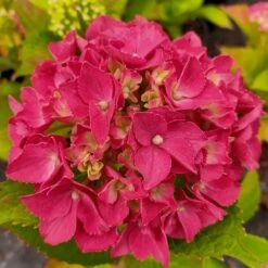 Hortensia Ou Hydrangea Macrophylla Red EVER BELLES ® Hortmalegretto -Jardin Entretien Magasin 8124 hydrangea macrophylla red ever belles 002 1000