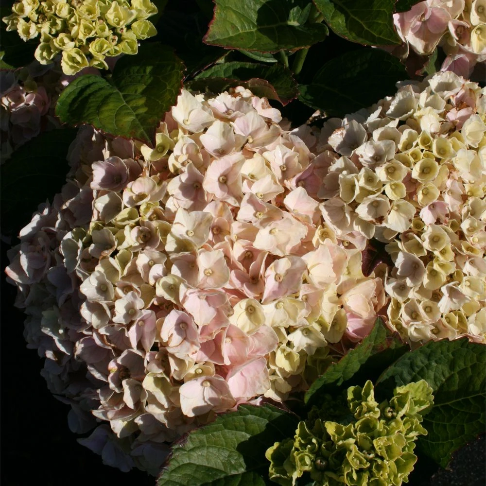 Hortensia Ou Hydrangea Macrophylla Pink EVER BELLES ® Hokomaplico 2 Hortensia Ou Hydrangea Macrophylla Pink EVER BELLES ® Hokomaplico – Image 2