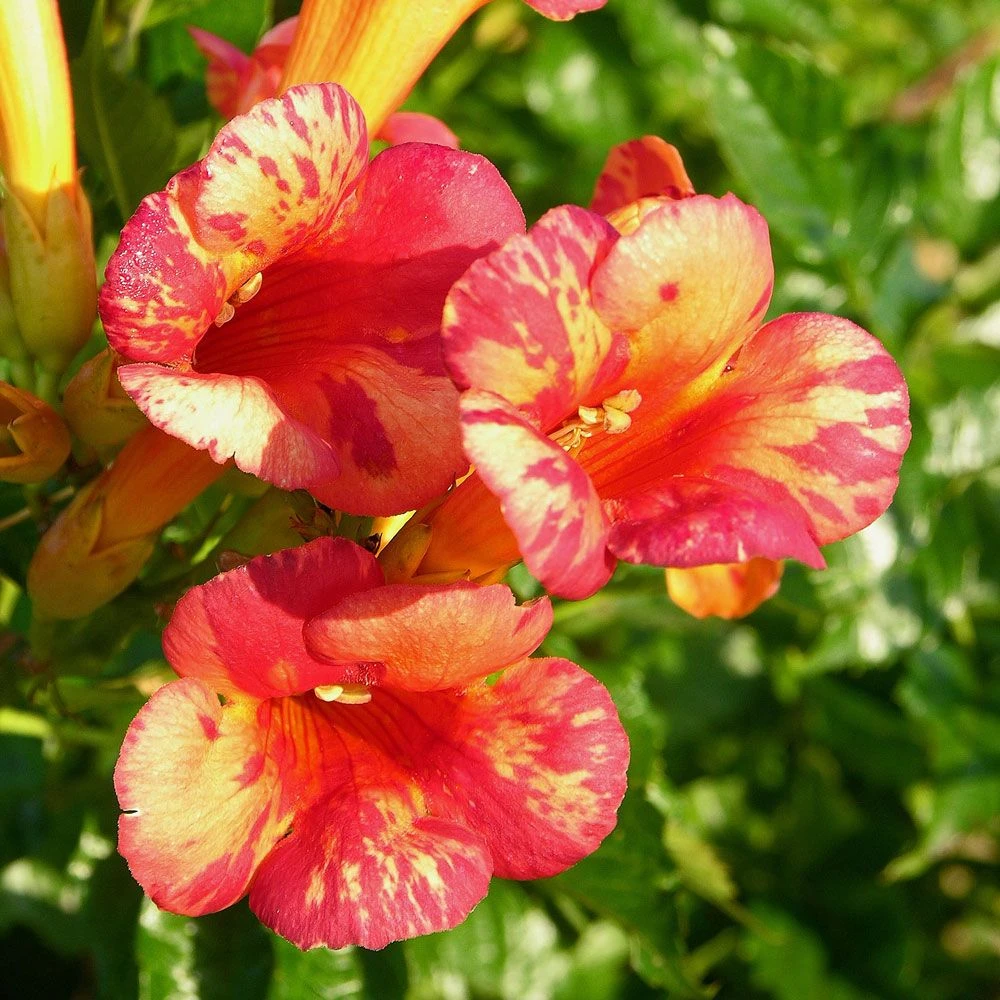 Bignone ORANGEADE ® Tracamp 1 Bignone ORANGEADE ® Tracamp