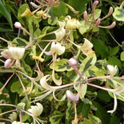 Chèvrefeuille HARLEQUIN ® Sherlite