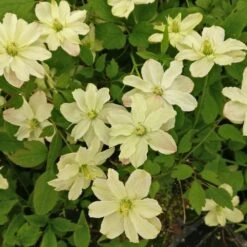 Clématite Montana STARLET ® White Perfume -Jardin Entretien Magasin 8172 clematis montana starlet white perfume hyflet copyright pepi travers 2 t1000