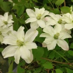 Clématite Montana STARLET ® White Perfume -Jardin Entretien Magasin 8172 clematis montana starlet white perfume hyflet copyright pepi travers t1000