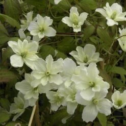 Clématite Montana STARLET ® White Perfume -Jardin Entretien Magasin 8172 clematite montana starlet white perfume hyflet 54 copyright pepi travers t1000
