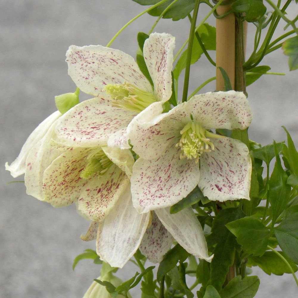 Clématite Cireuse Winter Parasol 1 Clématite Cireuse Winter Parasol