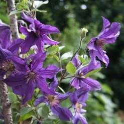 Clématite Arbustive SAPHYRA ® Violetta