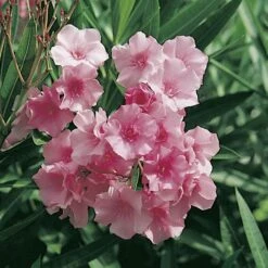 Laurier-rose Ou Nerium Oleander Madame Allen