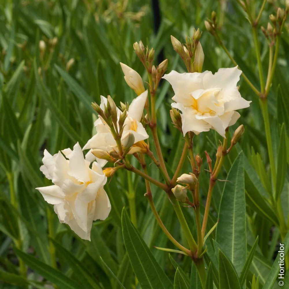 Laurier-rose Ou Nerium Oleander Luteum Plenum 2 Laurier-rose Ou Nerium Oleander Luteum Plenum – Image 2