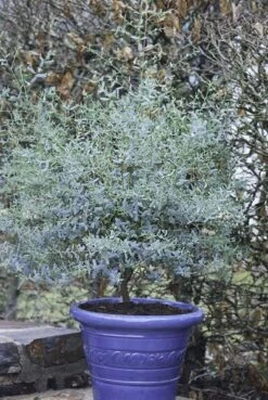 Eucalyptus FRANCE BLEU ® Rengun -Jardin Entretien Magasin 8308