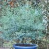 Eucalyptus FRANCE BLEU ® Rengun