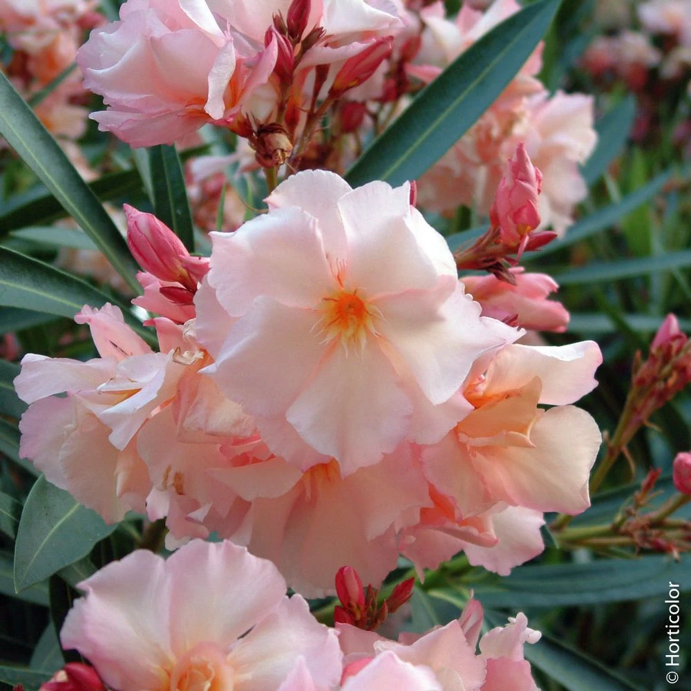 Collection 3 Lauriers-roses à Fleurs Doubles 2 Collection 3 Lauriers-roses à Fleurs Doubles – Image 2