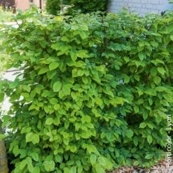 Charmille, Charme Commun Ou Carpinus Betulus