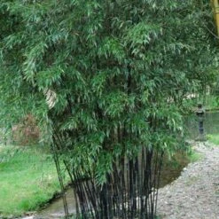 Bambou Phyllostachys Nigra -Jardin Entretien Magasin 8336 8540 8541 8570b bambou phyllostachys nigra t1000