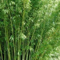 Bambou Phyllostachys Rubromarginata