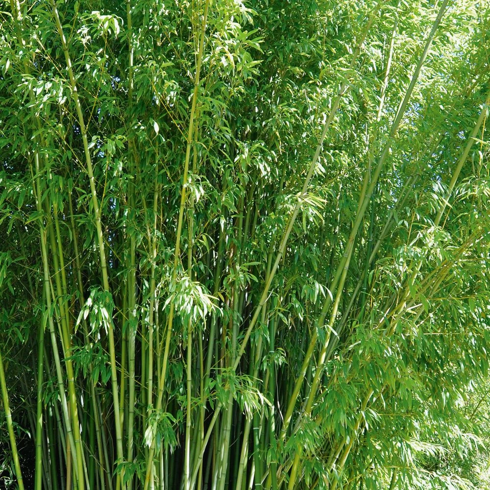 Bambou Phyllostachys Rubromarginata 1 Bambou Phyllostachys Rubromarginata