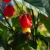 Abutilon Megapotamicum Ou Abutilon Vivace Grimpant