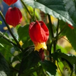 Abutilon Megapotamicum Ou Abutilon Vivace Grimpant