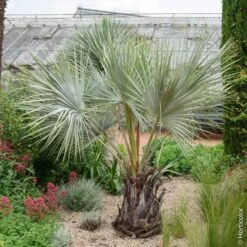 Palmier Brahea Armata Ou Palmer Bleu Du Mexique -Jardin Entretien Magasin 8387 palmier brahea armata pl160345