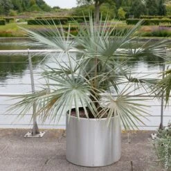 Nouvelles versions -Jardin Entretien Magasin 8387 palmier brahea armata pm143865