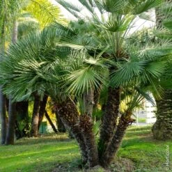 Nouvelles versions 15 Palmier Chamaerops Humilis Ou Palmier Nain Méditerranéen