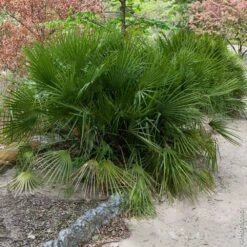 Palmier Chamaerops Humilis ‘Compacta’ Ou Palmier Nain Méditerranéen Compact -Jardin Entretien Magasin 8391 8392 palmier chamaerops humilis compacta pl120208