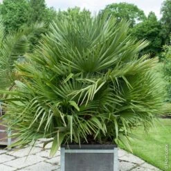 Nouvelles versions -Jardin Entretien Magasin 8391 8392 palmier chamaerops humilis compacta pl130913