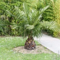 Nouvelles versions -Jardin Entretien Magasin 8393 palmier jubaea chilensis pm140593