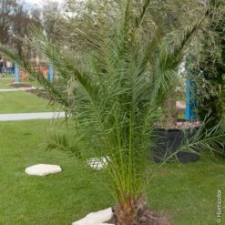 Nouvelles versions -Jardin Entretien Magasin 8394 palmier phoenix canariensis pm121035