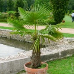 Nouvelles versions -Jardin Entretien Magasin 8395 8396 8397 palmier trachycarpus fortunei pm072575