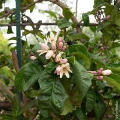 Cédratier Main De Bouddha Ou Citrus Medica Digitata -Jardin Entretien Magasin 8398 main de buddha pl160964