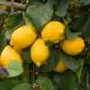 Citronnier Des 4 Saisons Ou Citrus Limon