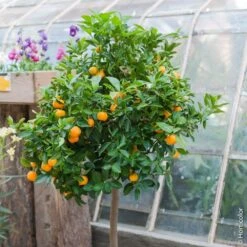 Calamondin, Citrus Madurensis, Citrofortunella Mitis -Jardin Entretien Magasin 8400 calamondin pm120890