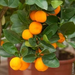 Calamondin, Citrus Madurensis, Citrofortunella Mitis