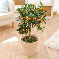 Kumquat Ou Fortunella Margarita -Jardin Entretien Magasin 8401 kumquat pl120219