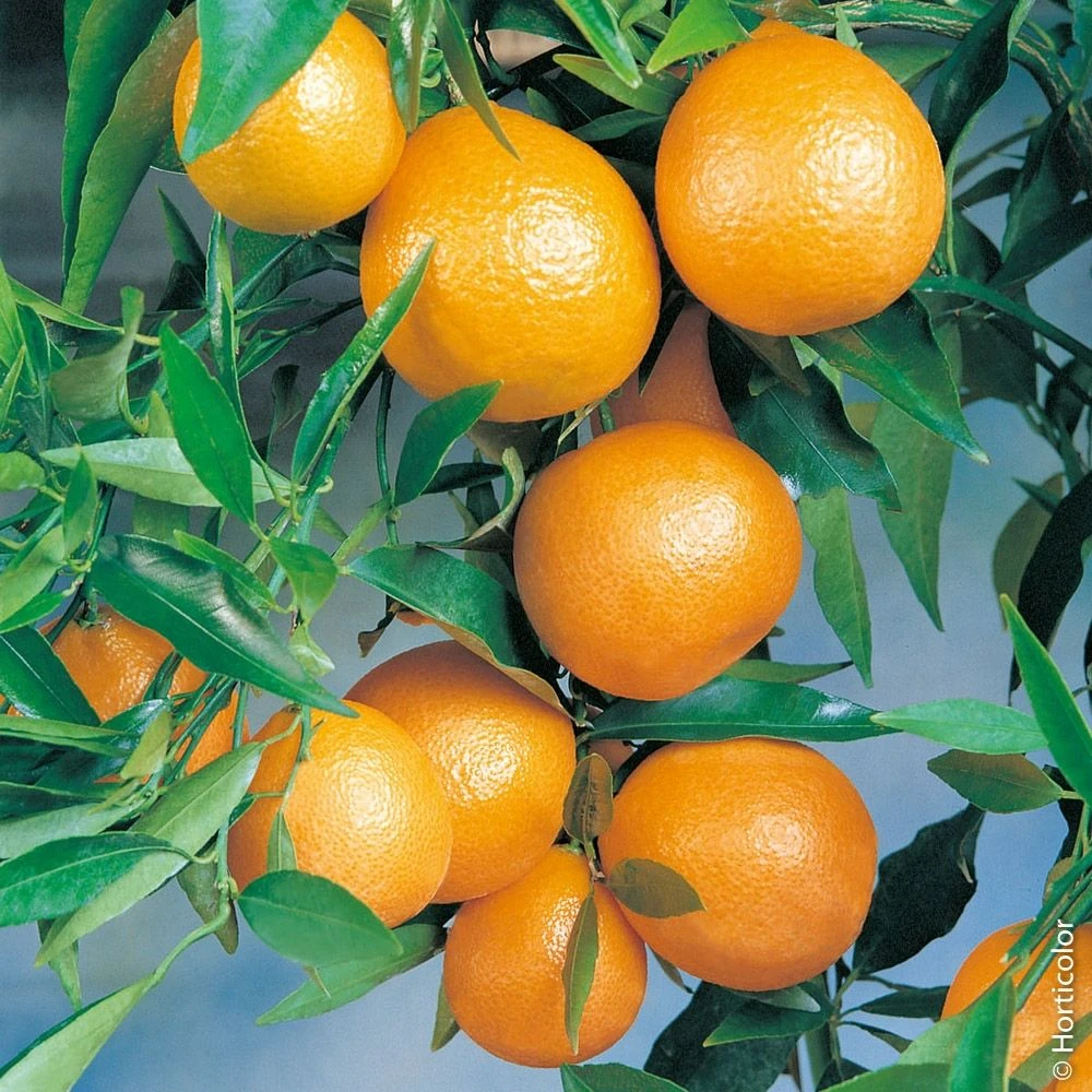 Clémentinier Ou Citrus Clementina 1 Clémentinier Ou Citrus Clementina