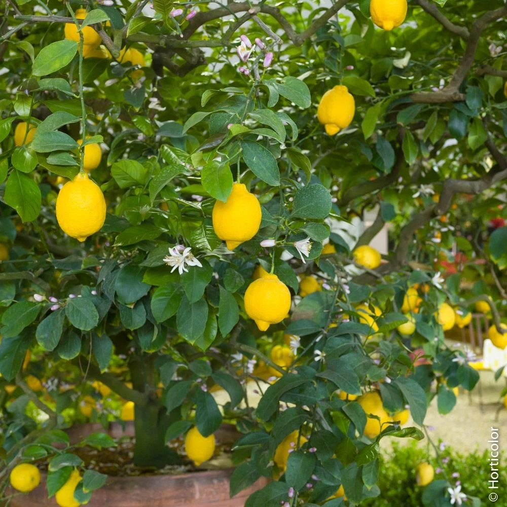 Citronnier Meyer Ou Citrus Limon Meyer 2 Citronnier Meyer Ou Citrus Limon Meyer – Image 2