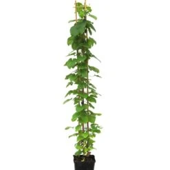 Clématite Ou Clematis X ‘Multiblue’ -Jardin Entretien Magasin 8433 8434 8435 8436 8437cl matite c3l t1000 3