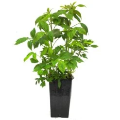 Framboisier MARASTAR ® Cov MA 2920 (remontant) -Jardin Entretien Magasin 8445 8446 8447 8448 8449framboisier c3l t1000 1