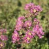 Lagerstroemia Indica Ou Lilas Des Indes Rose Indien