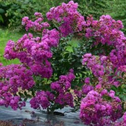 Lagerstroemia INDIYA CHARMS ® VIOLET D'ETE ® 'Indyvio' Ou Lilas Des Indes Violet -Jardin Entretien Magasin 8481 8482 lagerstroemia indiya charms violet d ete indyvio sapho t1000