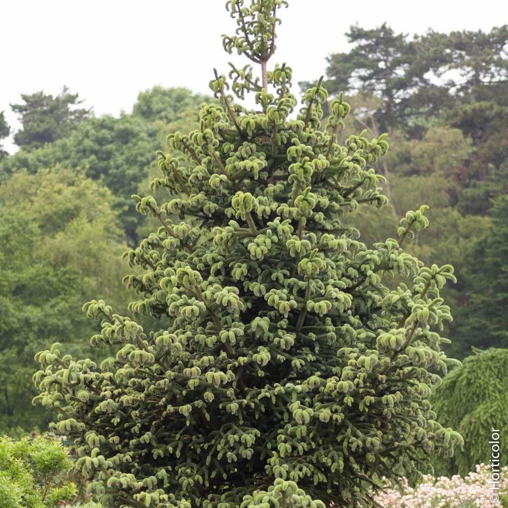 Sapin D’Espagne Doré, Sapin D’Andalousie Doré Ou Abies Pinsapo ‘Aurea’