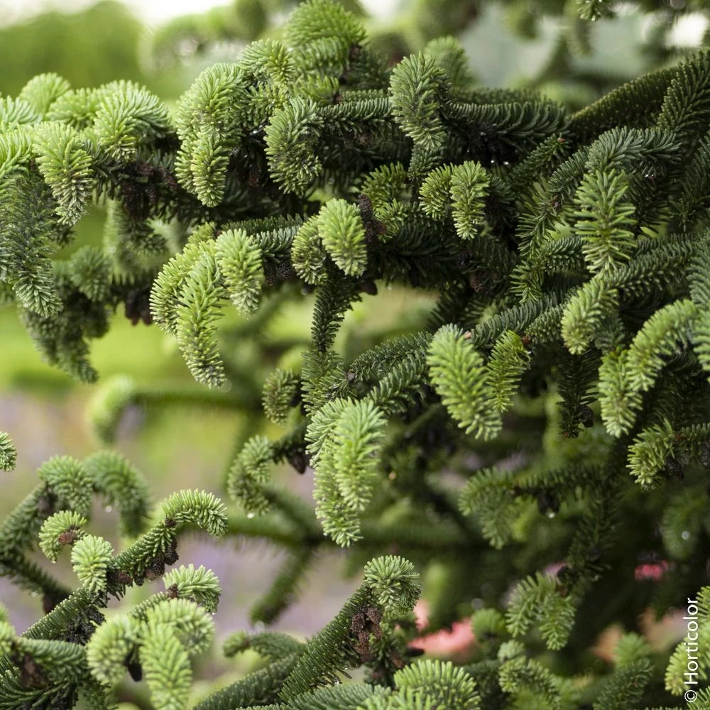 Sapin D’Espagne Doré, Sapin D’Andalousie Doré Ou Abies Pinsapo ‘Aurea’ – Image 2