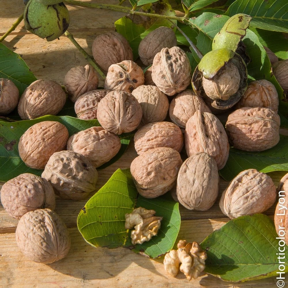 Noyer Franquette 1 Noyer Franquette