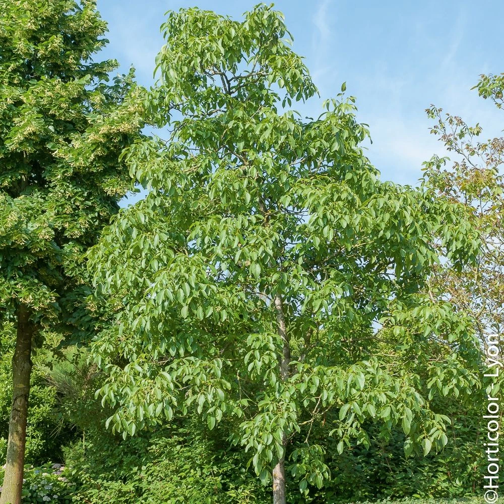 Noyer Franquette 2 Noyer Franquette – Image 2